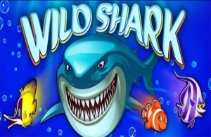 Wild Shark